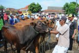 Pedagang dan pembeli sapi bertransaksi di Pasar Kepo Pamekasan, Jawa Timur, Sabtu (11/1/2020). Dalam beberapa hari terakhir harga sapi Madura naik dari Rp7 juta menjadi Rp8 juta untuk anakan dan Rp15 juta menjadi Rp16.5 juta per ekor dewasa, seiring mulai memasuki musim ternak. Antara Jatim /Saiful Bahri/zk.