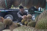 Peserta menata buah durian miliknya dalam Pesta Belah Durian di Malang, Jawa Timur, Sabtu (11/1/2020). Kegiatan yang diadakan selama tiga hari tersebut bertujuan mengenalkan kepada masyarakat perbandingan cita rasa serta ciri buah durian lokal khas nusantara antara lain durian montong dari Kalimantan, durian petruk dari Jepara, durian bajul dari Pasuruan, durian Jonggrang dari Purworejo serta durian Ngantang. Antara Jatim/Ari Bowo Sucipto/zk.