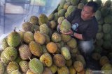 Peserta menata buah durian miliknya dalam Pesta Belah Durian di Malang, Jawa Timur, Sabtu (11/1/2020). Kegiatan yang diadakan selama tiga hari tersebut bertujuan mengenalkan kepada masyarakat perbandingan cita rasa serta ciri buah durian lokal khas nusantara antara lain durian montong dari Kalimantan, durian petruk dari Jepara, durian bajul dari Pasuruan, durian Jonggrang dari Purworejo serta durian Ngantang. Antara Jatim/Ari Bowo Sucipto/zk.