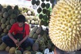 Peserta menata buah durian miliknya dalam Pesta Belah Durian di Malang, Jawa Timur, Sabtu (11/1/2020). Kegiatan yang diadakan selama tiga hari tersebut bertujuan mengenalkan kepada masyarakat perbandingan cita rasa serta ciri buah durian lokal khas nusantara antara lain durian montong dari Kalimantan, durian petruk dari Jepara, durian bajul dari Pasuruan, durian Jonggrang dari Purworejo serta durian Ngantang. Antara Jatim/Ari Bowo Sucipto/zk.