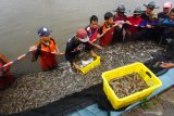 Sejumlah buruh nelayan melakukan panen raya udang vanname (Litopenaeus vannamei) di UPT Instalasi Budidaya Air Laut (IBL) Prigi, Trenggalek, Jawa Timur, Jumat (10/1/2020). Dinas Perikanan dan Kelautan Jatim menyebut volume produksi udang vanname di daerah itu pada kurun 2019 naik sekitar tiga (3) persen dibanding volume produksi hasil budidaya pada 2018 yang tercatat sebanyak 90,3 juta ton. Antara Jatim/Destyan Sujarwoko/zk