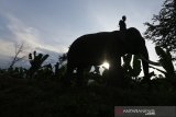 Pawang (mahout) menunggangi gajah sumatra jinak yang didatangkan dari Pusat Latih Gajah (PLG) Saree di posko Conservation Response Unit (CRU) Mila, Pidie, Aceh, Jumat (10/1/2020). Badan Konservasi Sumber Daya Alam (BKSDA) Aceh mengerahkan empat ekor gajah jinak dari PLG Saree untuk menanggulangi gajah liar yang memamasuki pemukiman dan merusak tanaman perkebunan warga. Antara Aceh/Irwansyah Putra.