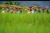 Sejumlah peserta berjalan di pematang sawah saat mengikuti tradisi 'Arak-iriang Batagak Panghulu', di Nagari Situjuah Batua, Kab. Limapuluhkota, Sumatera Barat, Minggu (12/1/2020). Tradisi tersebut melibatkan ratusan orang penghulu, Bundo Kanduang dan masyarakat untuk mengiringi peresmian penghulu, sekaligus membangkitkan kembali semangat berbudaya terutama bagi kaum muda di daerah itu. ANTARA FOTO/Iggoy el Fitra/nym.