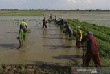 Buruh tani menanam padi di area sawah desa Totoran, Pasekan, Indramayu, Jawa Barat, Minggu (12/1/2020). Petani di daerah tersebut mengaku kesulitan mencari buruh tani muda yang mau menjadi tenaga kerja dalam bidang pertanian. ANTARA JABAR/Dedhez Anggara/agr