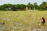 Warga melihat tanaman eceng gondok (Eichhornia crassipes) yang memenuhi Bendungan Walahar di Desa Walahar, Ciampel, Karawang, Jawa Barat, Senin (13/1/2020). Keberadaan tanaman dan sampah yang memenuhi bendungan tersebut dapat menyebabkan banjir karena pendangkalan dan menghambat pengairan sawah. ANTARA JABAR/M Ibnu Chazar/agr