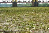 Sejumlah kendaraan melintas di Bendungan Walahar yang dipenuhi tanaman eceng gondok (Eichhornia crassipes) di Desa Walahar, Ciampel, Karawang, Jawa Barat, Senin (13/1/2020). Keberadaan tanaman dan sampah yang memenuhi bendungan tersebut dapat menyebabkan banjir karena pendangkalan dan menghambat pengairan sawah. ANTARA JABAR/M Ibnu Chazar/agr