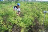 Petani memanen cabai rawit di Desa Polagan, Pamekasan, Jawa Timur, Selasa (14/1/2020). Dalam satu bulan terakhir harga cabai rawit ditingkat petani di daerah itu naik dari Rp20.000 menjadi Rp45.000 per kg, karena tanaman tersebut rusak akibat hama dan penyakit. Antara Jatim/Saiful Bahri/zk