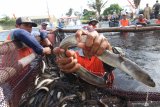 Pekerja memanen sidat di sentra budidaya Sidat di Bomo, Banyuwangi, Jawa Timur, Senin (13/1/2020). Pada tahun 2019 hasil budidaya sidat dilahan seluas 43 hektar itu mencapai 200 ton per tahun dan ditargetkan pada tahun 2020 mencapai 350 ton sidat. Antara Jatim/Budi Candra Setya/zk