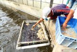 Pekerja memberi makan sidat di sentra budidaya Sidat di Bomo, Banyuwangi, Jawa Timur, Senin (13/1/2020). Pada tahun 2019 hasil budidaya sidat dilahan seluas 43 hektar itu mencapai 200 ton per tahun dan ditargetkan pada tahun 2020 mencapai 350 ton sidat. Antara Jatim/Budi Candra Setya/zk