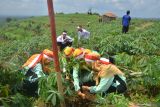 Jateng pulihkan 251.037 hektare lahan dan hutan sejak 2014