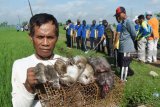 Tanaman jagung di Flores Timur juga diserang hama tikus