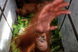 Barang bukti dua bayi Orangutan Sumatera (Pongo abelii) berada di dalam kandang saat gelar kasus perdagangan satwa dilindungi yang dipaparkan oleh petugas gabungan, di Balai Besar Taman Nasional Gunung Leuser (BBTNGL) di Medan, Sumatera Utara, Jumat (10/1/2020). Petugas gabungan terdiri dari BBTNGL, Balai Pengamanan dan Penegakan Hukum Lingkungan Hidup dan Kehutanan Wilayah Sumatera, BBKSDA Sumut dan Yayasan Orangutan Sumatera Lestari Orangutan Information Centre (YOSL-OIC) berhasil menyita dua bayi Orangutan Sumatera yang akan dijual pemburu melalui media sosial. ANTARA FOTO/Irsan Mulyadi/ama.