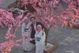 Pengunjung bersama model berbaju kimono di Dira Park Balung, Jember, Jawa Timur, Jumat (17/1/2020). Tempat wisata tersebut menawarkan destinasi wisata bernuansa Jepang dengan menampilkan rumah tradisional Jepang, lampion, model berbaju kimono dan bunga sakura. Antara Jatim/Seno/zk