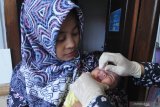 Bidan (kanan) imunisasi polio pada bayi usia dua bulan di Pamekasan, Jawa Timur, Sabtu (18/1/2020).  Salah satu langkah guna mewujudkan capaian utama pembangunan kesehatan dan gizi masyarakat sekaligus salah satu pencegahan stunting (pertumbuhan bayi dengan tubuh pendek karena kurang asupan gizi) diantaranya adalah perluasan dan pemerataan cakupan imunisasi dasar lengkap. Antara Jatim/Saiful Bahri/zk