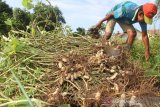 Petani memanen kacang tanah di area perkebunan miliknya di Desa Suak Sigadeng, Johan Pahlawan, Aceh Barat, Aceh, Minggu (19/1/2020). Pada musim panen kali ini harga jual kacang tanah stabil pada kisaran Rp10 ribu sampai Rp15 ribu per bambu tergantung tingkat kekeringan kacang. Antara Aceh/Syifa Yulinnas