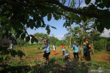 Peserta menanam pohon tabebuya di Taman Harmoni, Surabaya, Jawa Timur, Minggu (19/1/2020). Aksi tanam sebanyak 500 pohon tabebuya tersebut sebagai bentuk upaya mendukung lingkungan dan udara yang bersih sekaligus mempercantik Kota Surabaya. Antara Jatim/Moch Asim/zk.