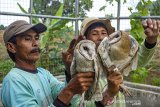 Petani memperlihatkan burung hantu jenis Serak Jawa (Tyto alba) di lokasi karantina Desa Pasirmulya, Majalaya, Karawang, Jawa Barat, Senin (20/1/2020). Burung hantu tersebut selanjutnya akan dilepasliarkan di areal persawahan guna membantu petani mengendalikan populasi hama tikus perusak tanaman padi. ANTARA JABAR/M Ibnu Chazar/agr