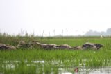 Sejumlah kerbau rawa berada di Danau Panggang, Kabupaten Hulu Sungai Utara, Kalimantan Selatan, Senin (20/1/2020). Kebaradaan kerbau rawa di kawasan Danau Panggang tersebut menjadi daya tarik wisata di kabupaten Hulu Sungai Utara. Foto Antaranews Kalsel/Bayu Pratama S.