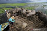 Peternak kerbau rawa berada di kalang (kandang) di Danau Panggang, Kabupaten Hulu Sungai Utara, Kalimantan Selatan, Senin (20/1/2020). Kebaradaan kerbau rawa di kawasan Danau Panggang tersebut menjadi daya tarik wisata di kabupaten Hulu Sungai Utara. Foto Antaranews Kalsel/Bayu Pratama S.