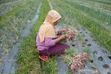Seorang petani dari Kelompok Tani Binaan Dinas Pertanian memanen bawang merah di desa Lam Manyang, Kecamatan Peukan Bada, Kabupaten Aceh Besar, Aceh, Selasa (21/1/2020). Petani di daerah itu menyatakan panen bawang saat ini menguntungkan petani karena bersamaan dengan naiknya harga komoditas tersebut di pasaran dari Rp35.000 menjadi Rp42.000 hingga Rp45.000 perkilogram. ANTARA FOTO/Ampelsa.