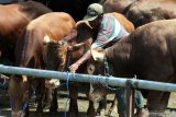 Peternak mununggui sapi miliknya yang dijual di Pasar Legi, Ngawi, Jawa Timur, Selasa (21/1/2020). Kementerian Pertanian memproyeksikan produksi daging sapi nasional di tahun 2020 meningkat 4,43 persen yakni sebanyak 2,32 juta ekor atau setara dengan 422.533 ton daging. Antara Jatim/Ari Bowo Sucipto/zk