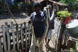 Warga menangkap ular piton/Pythoniadae atau sanca kembang (Malayopython reticulatus) di pemukiman warga Desa Sumberkolak, Panarukan, Situbondo, Jawa Timur, Selasa (21/1/2020). Warga Desa Sumberkolak mengamankan dua ekor ular piton dengan panjang 3,25 cm dan 60 cm di pemukiman warga. Antara Jatim/Seno/zk