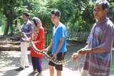 Warga menangkap ular piton/Pythoniadae atau sanca kembang (Malayopython reticulatus) di pemukiman warga Desa Sumberkolak, Panarukan, Situbondo, Jawa Timur, Selasa (21/1/2020). Warga Desa Sumberkolak mengamankan dua ekor ular piton dengan panjang 3,25 cm dan 60 cm di pemukiman warga. Antara Jatim/Seno/zk