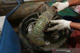 Pekerja mempersiapkan lobster kualitas ekspor untuk dikirim ke Jakarta di salah satu tempat penampungan di Banda Aceh, Aceh, Selasa (21/1/2020). Menurut eksportir permintaan komoditas lobster untuk diekspor keberbagai negara melalui Jakarta masih sangat sangat tinggi dengan harga jual Rp270.000 hingga Rp1.400.000 perkilogram tergantung jenis dan ukuran. Antara Aceh/Irwansyah Putra.