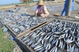 Pekerja menjemur ikan lemuru di Desa Tanjung, Pamekasan, Jawa Timur, Rabu (22/1/2020). Tingginya permintaan ikan kering lemuru dari sejumlah daerah, mengharuskan nelayan di daerah itu mendatangkan dari Muncar, Banyuwangi, karena tangkapan nelayan setempat tidak mencukupi. Antara Jatim/Saiful Bahri/zk