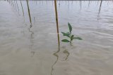 35 Ha mangrove Sebatik direboisasi