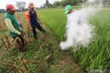 Petani mengasapi sarang tikus di area persawahan Desa Paron, Kediri, Jawa Timur, Kamis (23/1/2020). Petani daerah setempat memanfaatkan racun asap bantuan Dinas Pertanian dan Perkebunan guna mengendalikan hama tikus dan tidak menggunakan racun umpan karena dapat mengancam keberadaan burung hantu sebagai pemangsa alami tikus. Antara Jatim/Prasetia Fauzani/zk