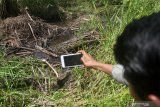 Seorang warga tewas akibat serangan buaya di Sungai Nanggang Agam