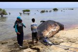 Petugas dari Balai Kawasan Konservasi Perairan Nasional (BKKPN) Kupang mengamati seekor ikan paus jenis Sperma yang mati di pesisir pantai desa Tasilo, Kabupaten Rote Ndao, NTT, Minggu (26/1/2020). Balai Kawasan Konservasi Perairan Nasional (BKKPN) Kupang menyatakan paus tersebut pertama kali ditemukan oleh para nelayan di desa itu terdampar di hutan mangrove dengan badan yang sudah membengkak serta mulut yang sudah hilang. ANTARA FOTO/Humas BKKPN/nym.