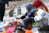 Kera ekor panjang (macaca fascicularis) mendekati pengunjung yang beraktivitas di Taman Nasional Baluran, Situbondo, Jawa Timur, Sabtu (25/1/2020). Petugas TN Baluran menyatakan, kebiasaan wisatawan memberi makan kera ekor panjang mengubah perilakunya semakin agresif dan membuat ketergantungan makanan. Antara Jatim/Budi Candra Setya/zk