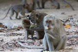 Kera ekor panjang (macaca fascicularis) memakan makanan yang diberikan pengunjung di Taman Nasional Baluran, Situbondo, Jawa Timur, Sabtu (25/1/2020). Petugas TN Baluran menyatakan, kebiasaan wisatawan memberi makan kera ekor panjang mengubah perilakunya semakin agresif dan membuat ketergantungan makanan. Antara Jatim/Budi Candra Setya/zk