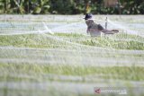 Petani memasang jaring untuk menutupi sawah di Kelurahan Kepandean, Indramayu, Jawa Barat, Senin (27/1/2020). Petani terpaksa mengeluarkan biaya ekstra untuk membeli jaring guna menghalau serangan hama burung pipit. ANTARA JABAR/Dedhez Anggara/agr