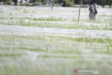 Petani memasang jaring untuk menutupi sawah di Kelurahan Kepandean, Indramayu, Jawa Barat, Senin (27/1/2020). Petani terpaksa mengeluarkan biaya ekstra untuk membeli jaring guna menghalau serangan hama burung pipit. ANTARA JABAR/Dedhez Anggara/agr
