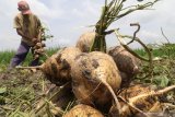 Buruh tani memanen bengkuang di area persawahan Desa Tugurejo, Kota Kediri, Jawa Timur, Senin (27/1/2020). Petani di daerah tersebut berhasil melakukan pembibitan bengkuang sendiri dengan hasil panen sangat baik dan tidak tergantung oleh benih pabrikan. Antara Jatim/Prasetia Fauzani/zk