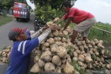 Buruh tani memasukkan bengkuang ke dalam bak mobil terbuka saat panen di area persawahan Desa Tugurejo, Kota Kediri, Jawa Timur, Senin (27/1/2020). Petani di daerah tersebut berhasil melakukan pembibitan bengkuang sendiri dengan hasil panen sangat baik dan tidak tergantung oleh benih pabrikan. Antara Jatim/Prasetia Fauzani/zk