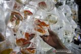 Warga melihat sejumlah jenis ikan hias yang dijual di Bandung, Jawa Barat, Senin (27/1/2020).  Kementerian Kelautan dan Perikanan RI menargetkan produksi ikan hias nasional sebesar 1,8 miliar ekor pada tahun 2020 guna menguatkan komoditas dan kontribusi terhadap nilai ekspor produk perikanan. ANTARA JABAR/Novrian Arbi/agr