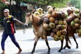 Warga menuntun kuda yang dijadikan angkutan kelapa di Kabat, Banyuwangi, Jawa Timur, Senin (27/1/2020). Kuda tersebut menjadi alat transportasi angkutan dari kebun kelapa yang tidak dapat dijangkau kendaraan. Antara Jatim/Budi Candra Setya/zk.