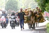 Warga menuntun kuda yang dijadikan angkutan kelapa di jalan raya Kabat, Banyuwangi, Jawa Timur, Senin (27/1/2020). Kuda tersebut menjadi alat transportasi angkutan dari kebun kelapa yang tidak dapat dijangkau kendaraan. Antara Jatim/Budi Candra Setya/zk.