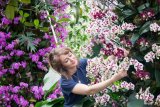 Kebun Raya Kew Garden London gelar Festival Anggrek Indonesia