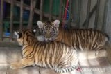 A pair of Sumatran tiger children born in healthy conditions in TMSBK Bukittinggi