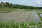 Puluhan hektare tanaman padi di Kulon Progo mati diserang hama keong