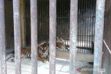 Sepasang harimau Sumatera lahir di Sumbar