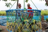 Petani menimbang buah semangka aura kuning saat panen di persawahan kawasan Krembung, Sidoarjo, Jawa Timur, Rabu (29/1/2020). Buah semangka yang harga jual di tingkat petani sebesar Rp3.000 per kilogram tersebut dipanen lebih awal untuk mengurangi kerugian karena kondisi cuaca yang tidak stabil. Antara Jatim/Umarul Faruq/zk