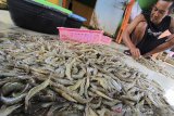 Warga mengumpulkan udang hasil budidaya di desa Karangsong, Indramayu, Jawa Barat, Kamis (30/1/2020). Kementerian Kelautan dan Perikanan (KKP) menargetkan produksi udang nasional tahun 2020 naik menjadi 1,2 juta ton dibandingkan tahun 2019 yang mencapai 1,05 juta ton. ANTARA JABAR/Dedhez Anggara/agr