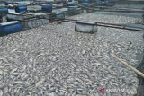 Ikan di Danau Maninjau mati massal