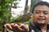 Suasana pelepasliaran burung saat peresmian Area Konservasi Burung Klaster Perhutani di kawasan hutan Pusat Pendidikan dan Pengembangan Sumberdaya Manusia (Pusdikbang SDM) Perum Perhutani di Kota Madiun, Jawa Timur, Kamis (30/1/2020). Perum Perhutani bersama Pelestari Burung Indonesia (PBI) dan Balai Konservasi Sumber Daya Alam (BKSDA) melepasliarkan 400 ekor burung berbagai jenis di kawasan tersebut guna menjaga kelestarian lingkungan. Antara Jatim/Siswowidodo/zk